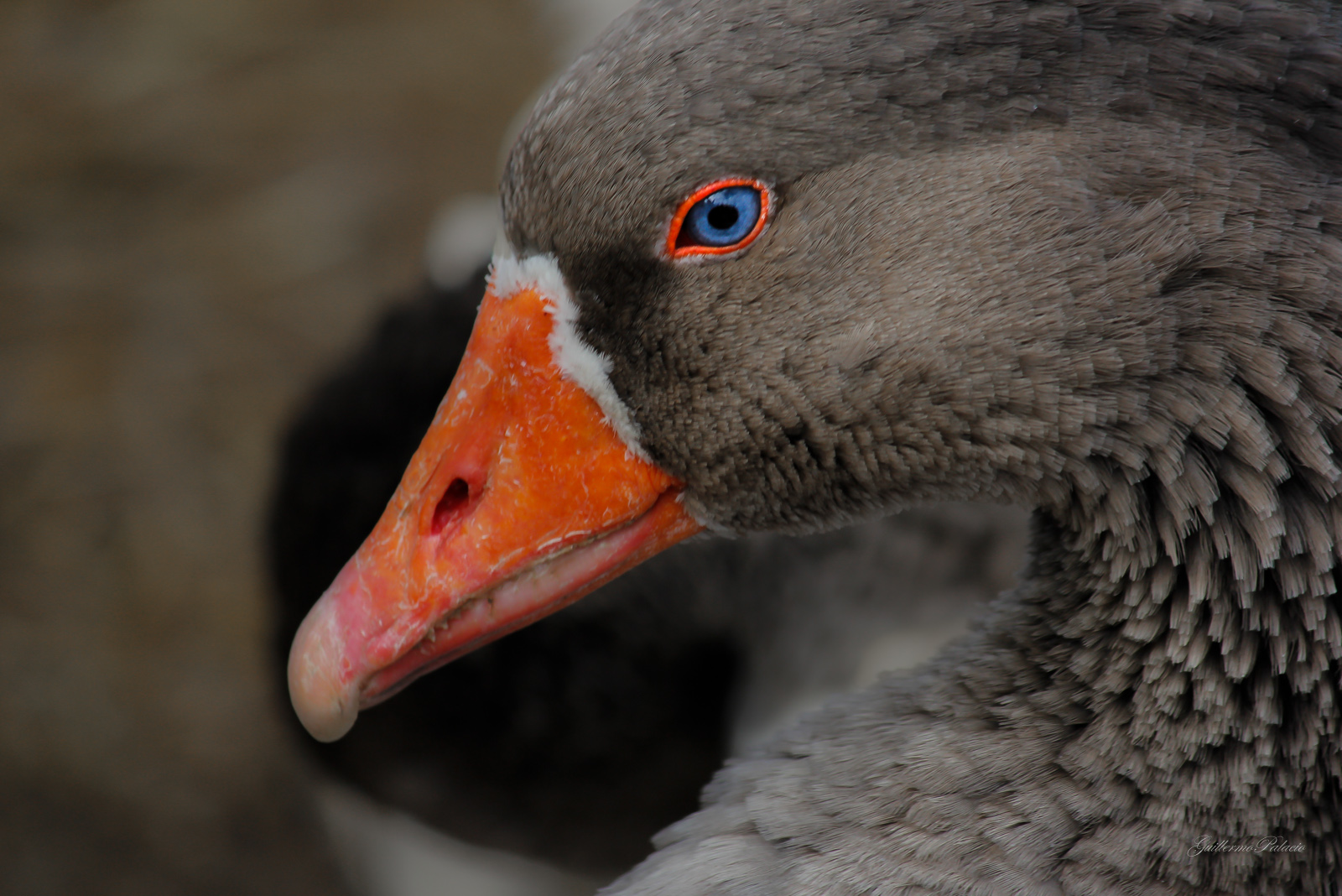 MIS OJOS ASÍ LO VEN. Ojos azules