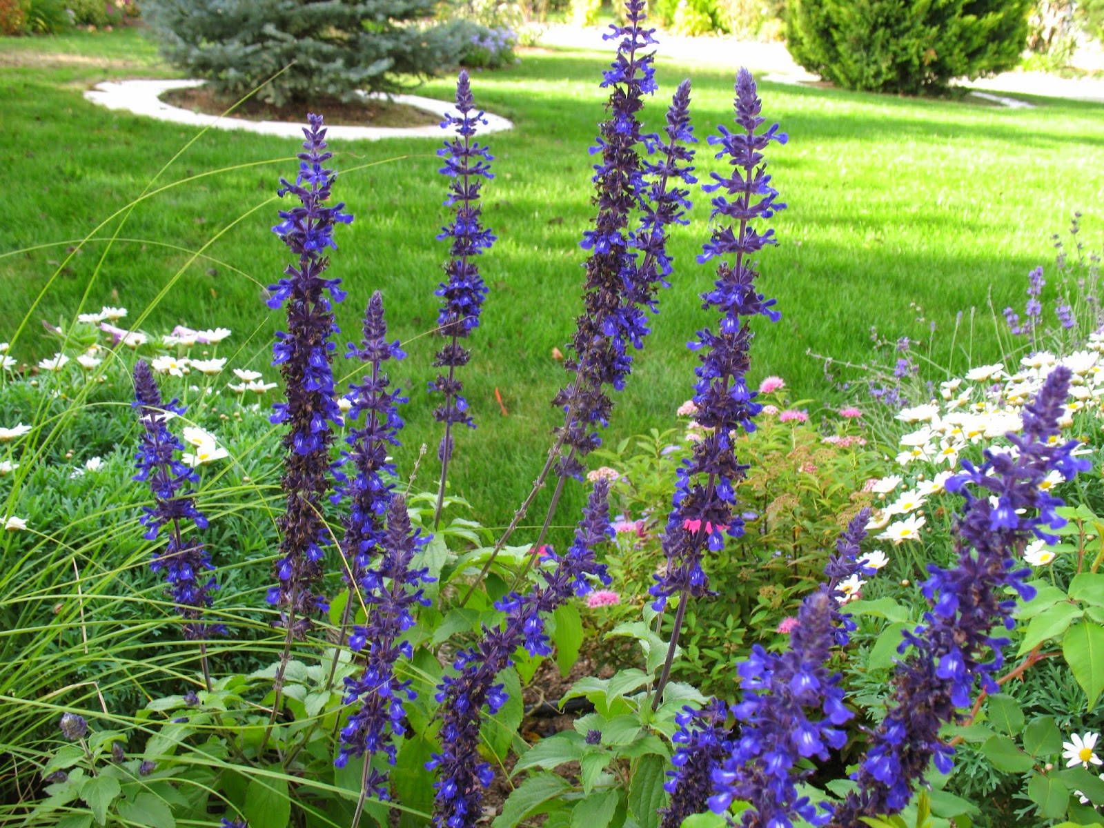 Roses du jardin Chêneland Fleurs bleues estivales