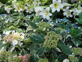 Variegated Lacecap hydrangea macrophylla 'Mariesii' Easter lilies at Allan Gardens Conservatory 2014 Easter Flower Show