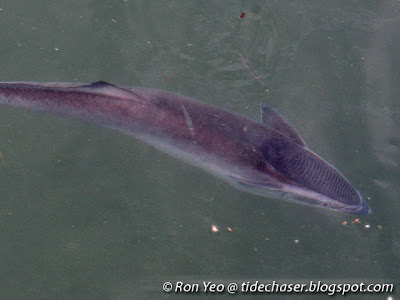 Slender Shark-sucker (Echeneis naucrates)