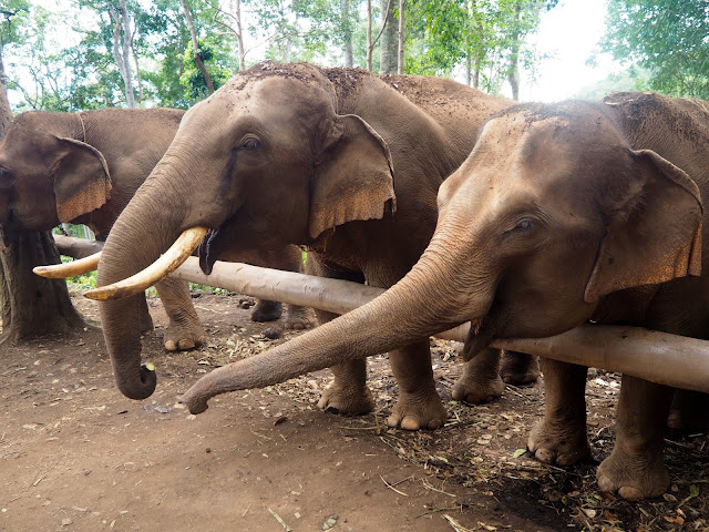 Elephant sanctuary outside Chiang Mai, Thailand