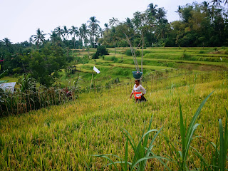 Farmers Wife In The Middle Of A Rice Field After The Offerings Ringdikit, North Bali, Indonesia