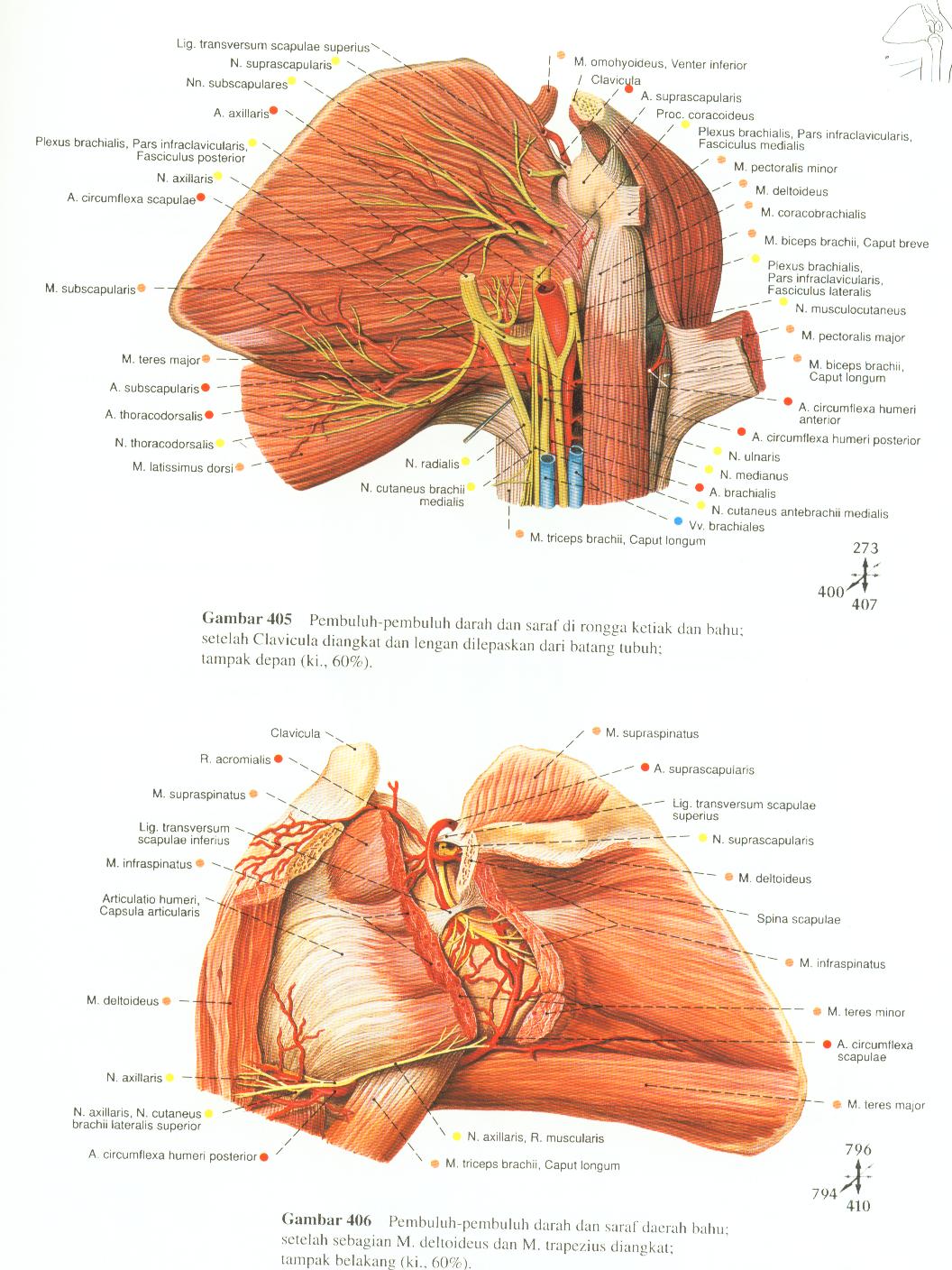 N suprascapularis