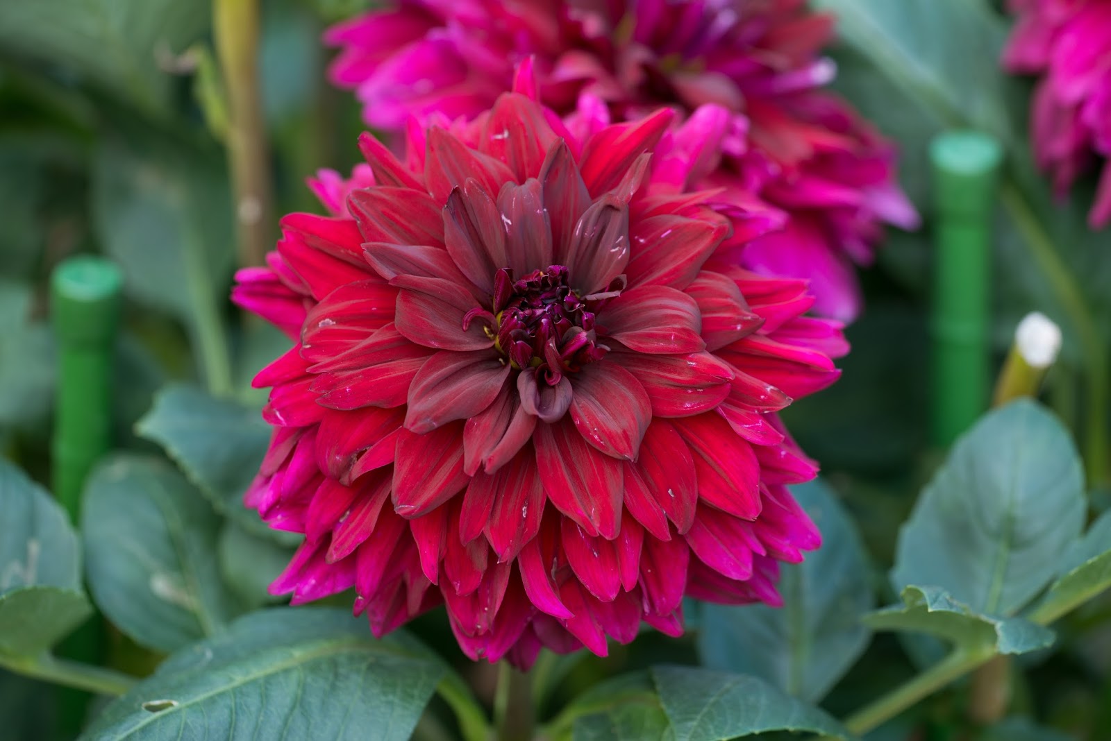 Flower Gallery  Dahlia Gallery                                     