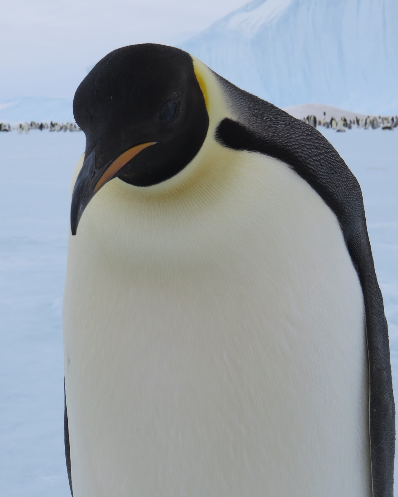 Iced Goffy: Farewell My Penguin Mates.