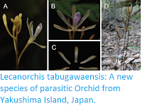http://sciencythoughts.blogspot.co.uk/2016/12/lecanorchis-tabugawaensis-new-species.html