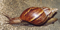Achatina_fulica_East_African_snail