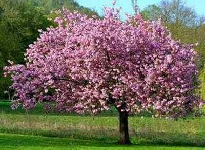 Picture of Magnolia Tree