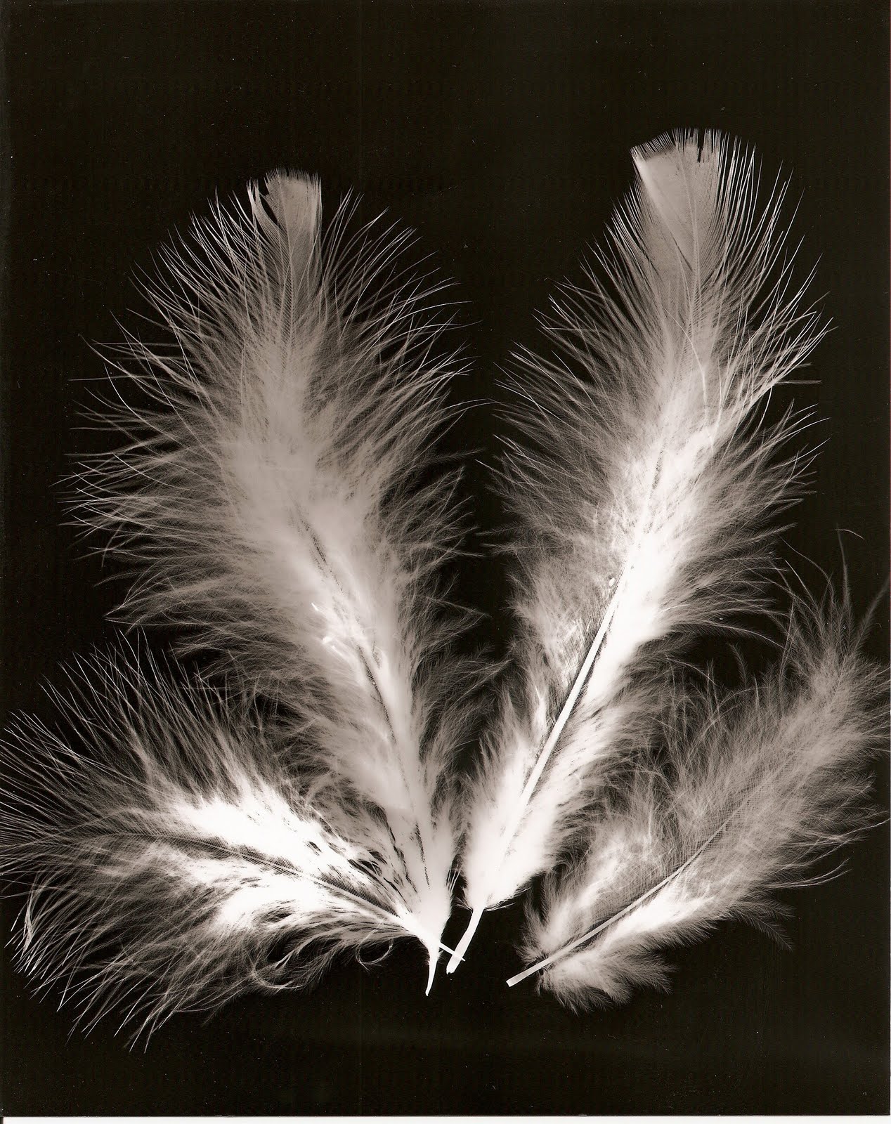 My Photography Blog: Feathers