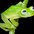 Истинският жабок Кърмит живее в горите на Коста Рика