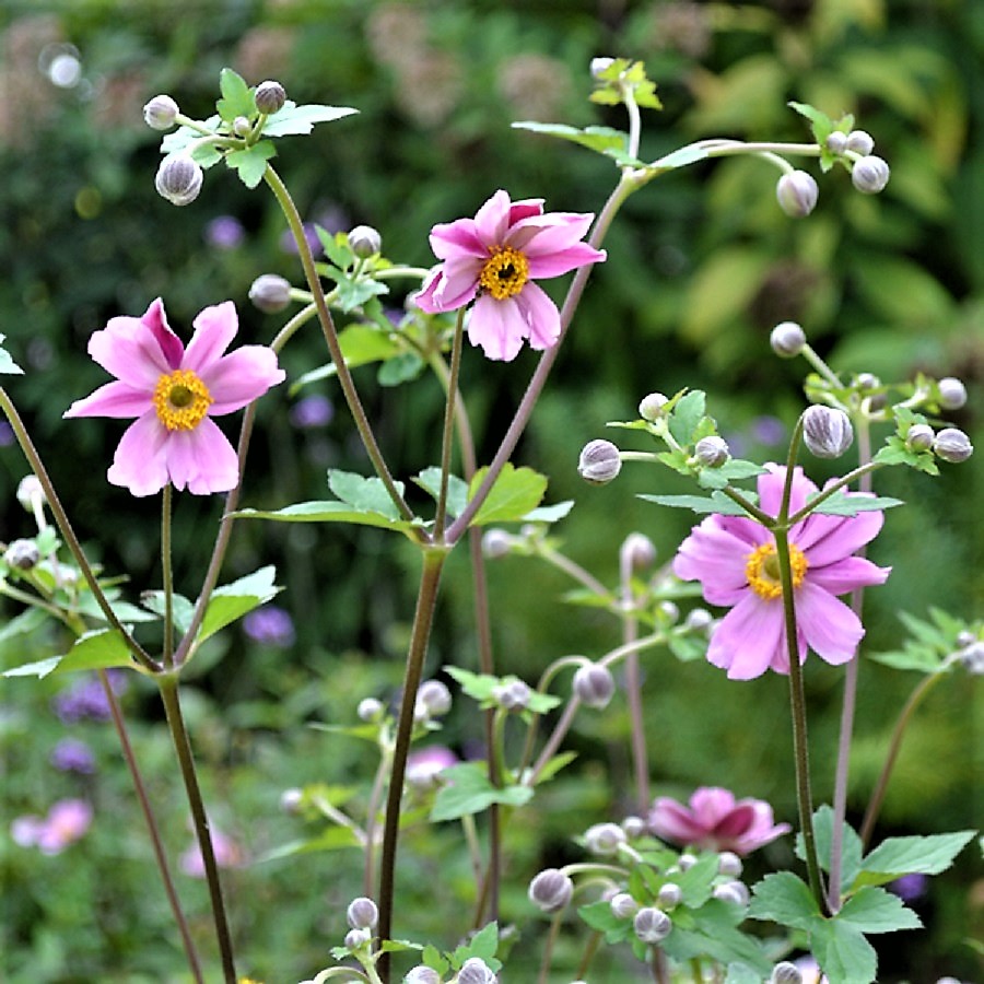 Colonial & Early American Gardens Plants in Early