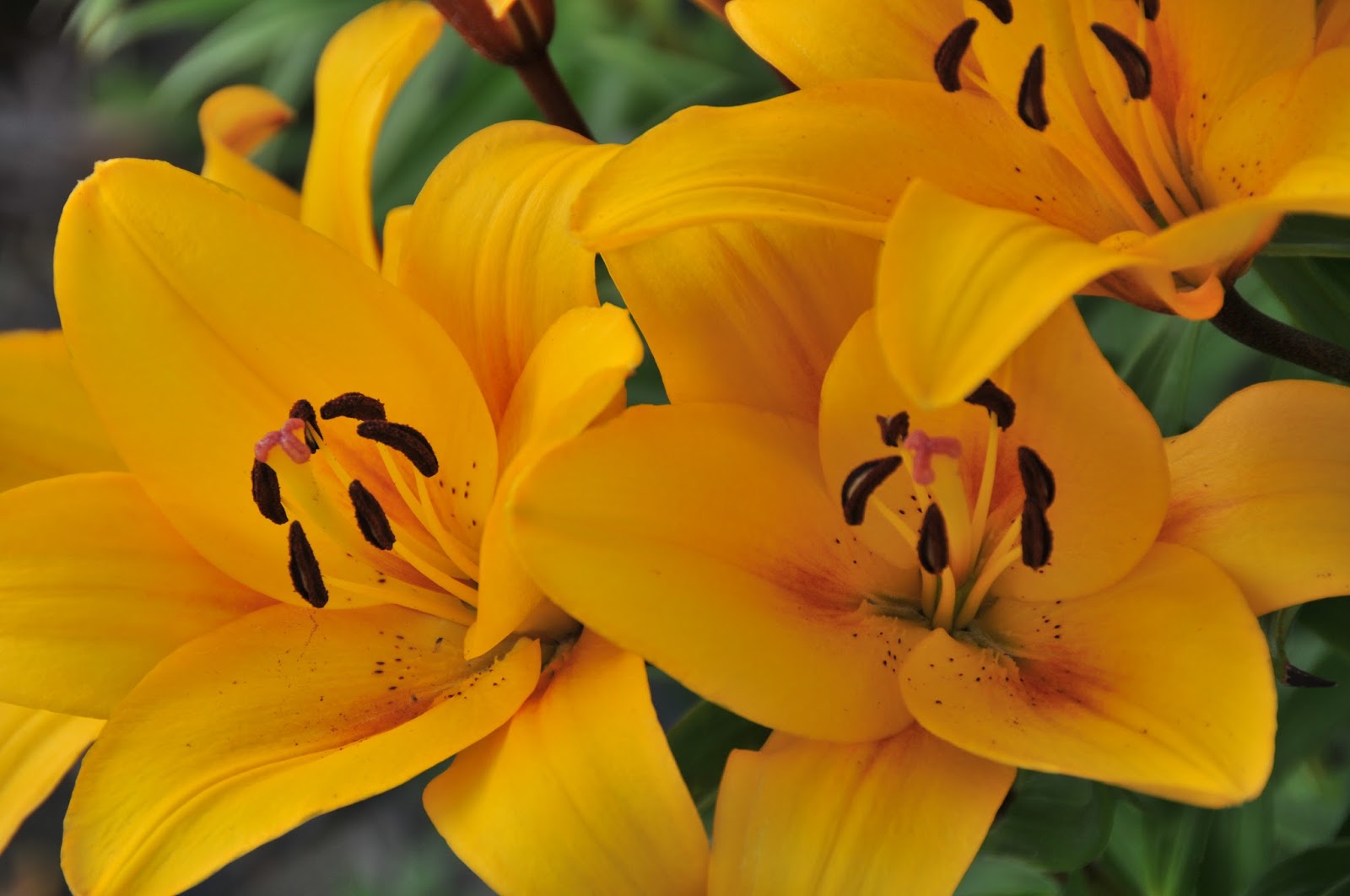 LA Hybrids Bred To Please Consumers Sun Valley