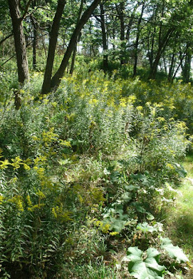 High Park goldenrods in bloom by garden muses: a Toronto gardening blog