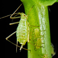 Aphid on plant stem