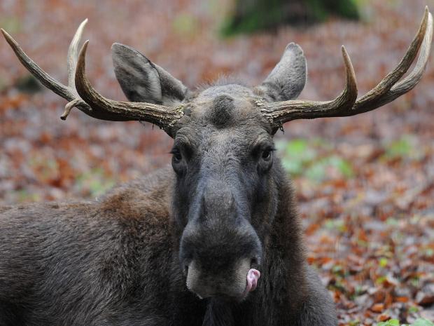Mataron a dos alces y luego se dieron cuenta que estaban en el zoológico