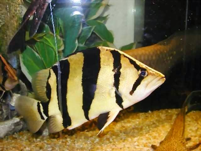 Mengenal Tiger Fish Ikan Hias Langka Yang Diburu Collector | Akuarium