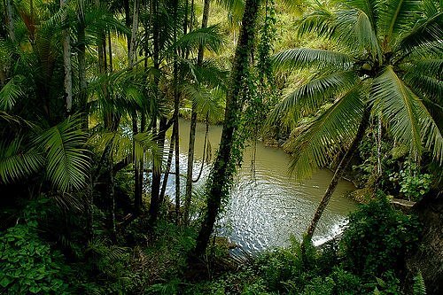jungle