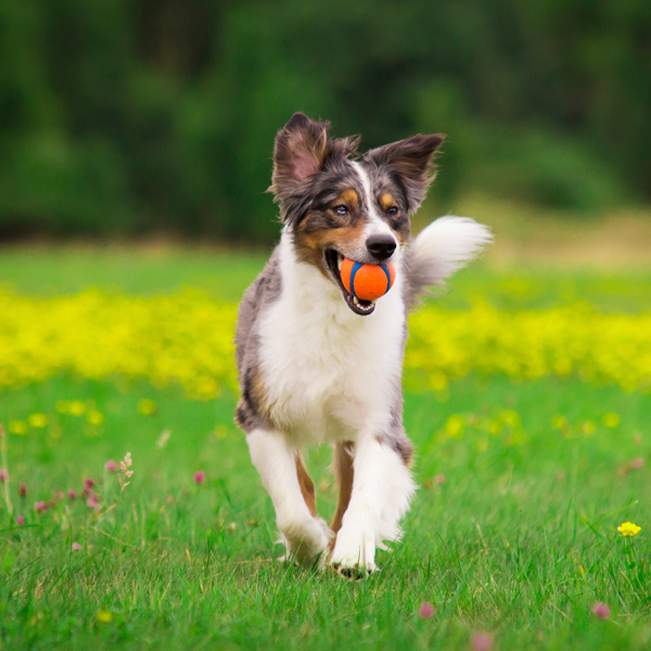 Dog Day Care San Francisco