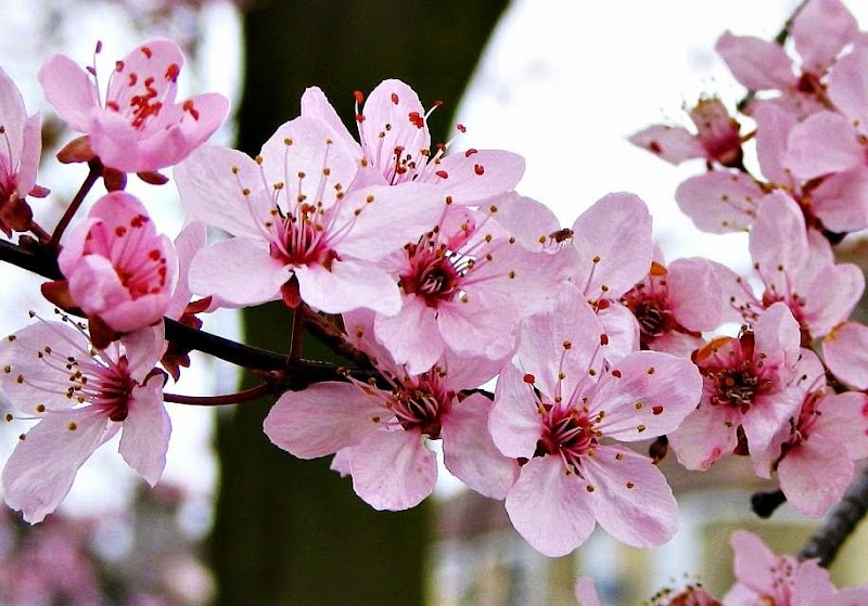 19+ Inspirasi Terbaru Gambar Bunga Sakura Untuk Wallpaper