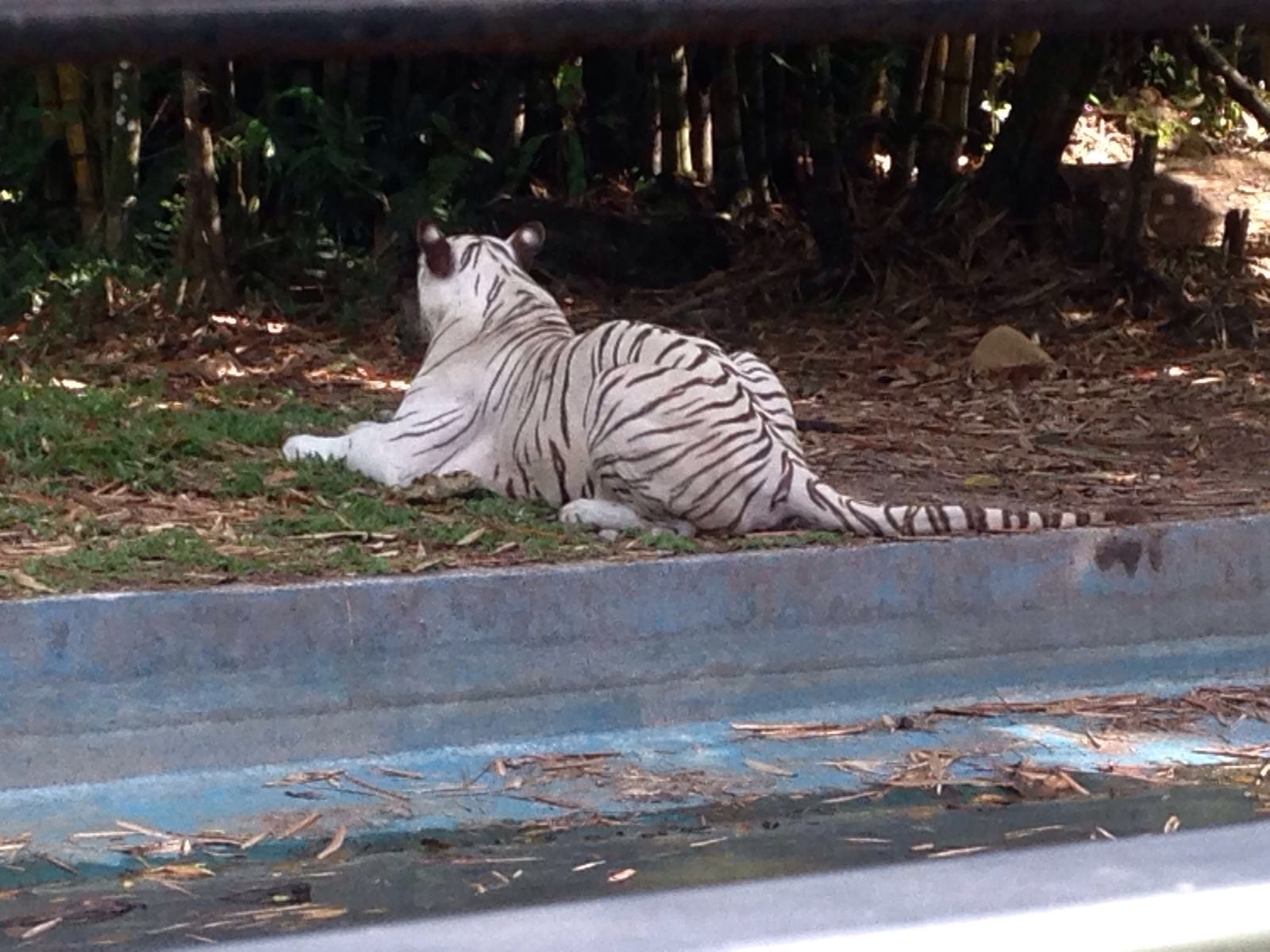 Dieyana: Mengenal Haiwan di Zoo Negara