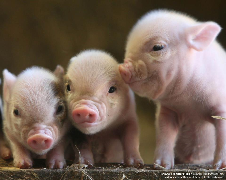 Coletivo VIDA: Porcos são os animais domesticados mais inteligentes do