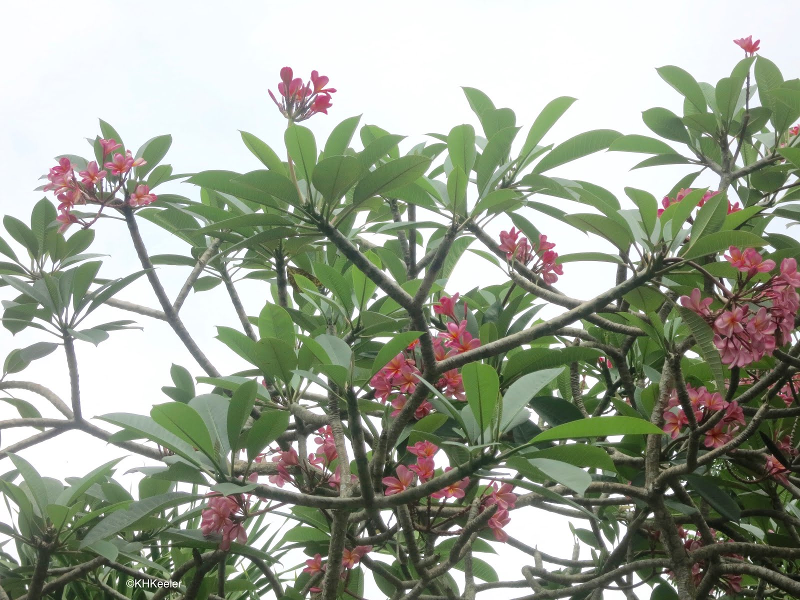 A Wandering Botanist: Plant Story--Fragrant Plumeria, Frangipani ...