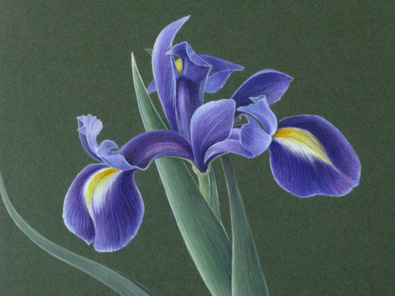 Botanical Sketches and Other Stories Dutch Iris in Gouache