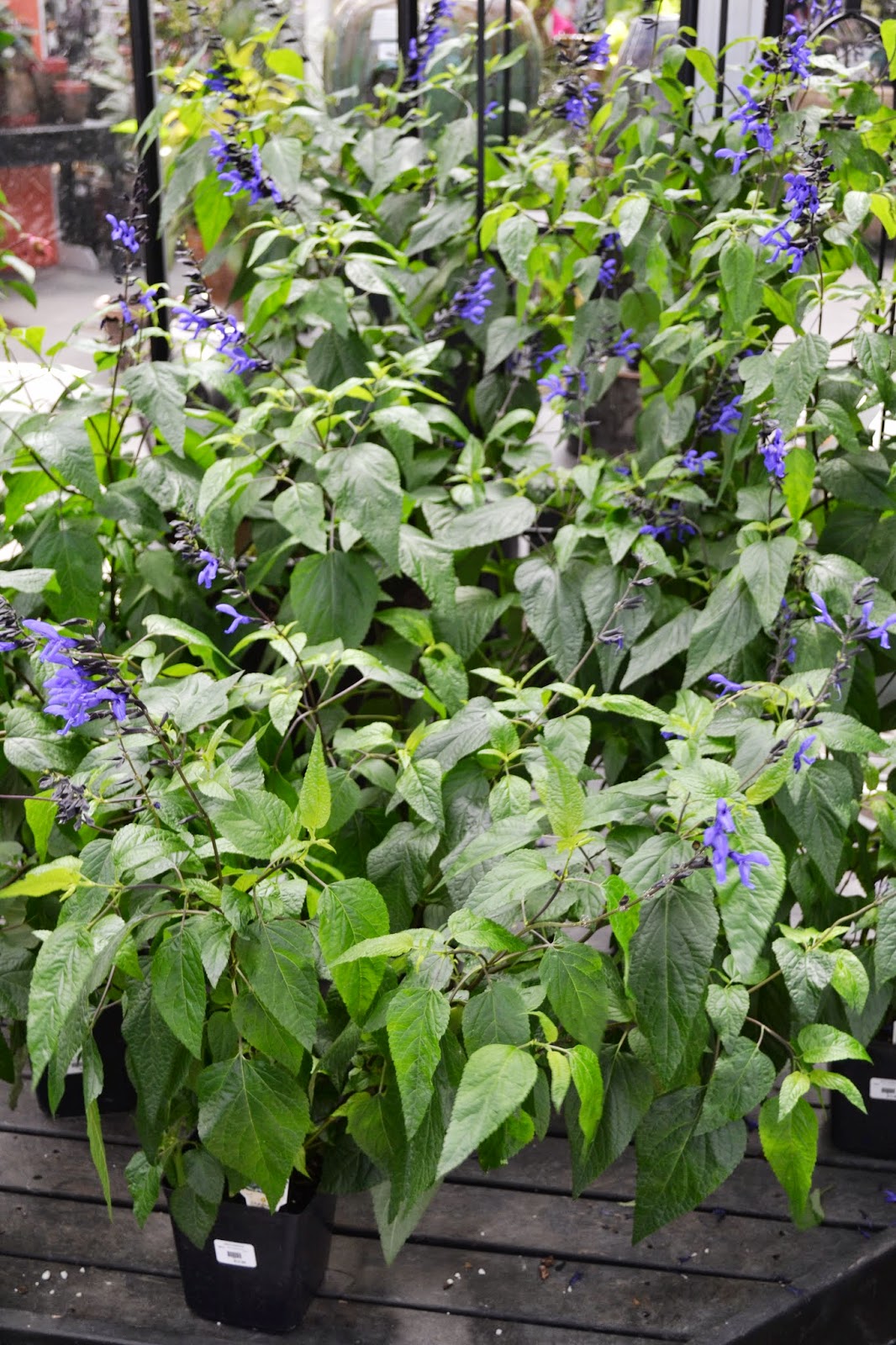 The Outlaw Gardener A quick visit to Watson's Nursery.