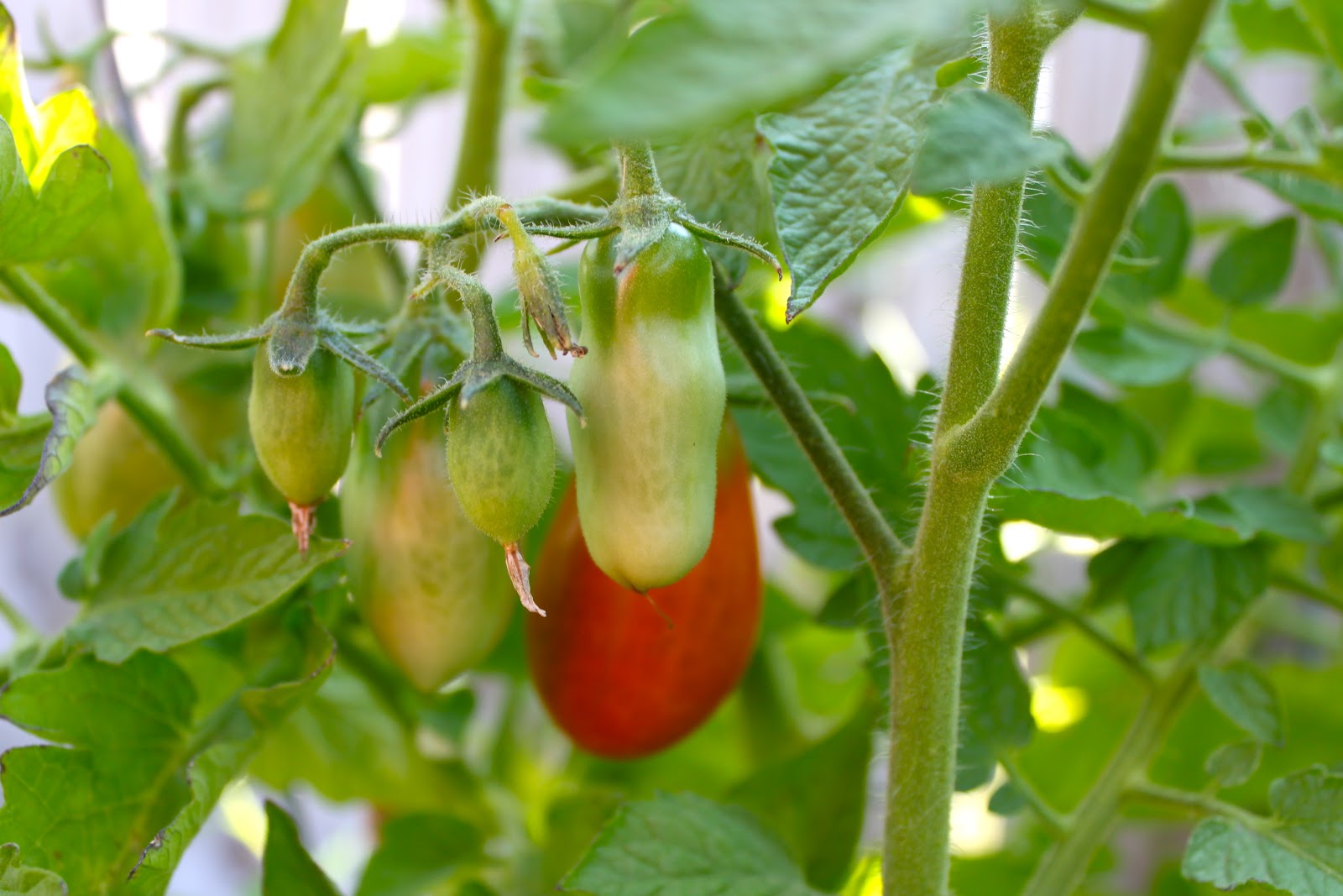 adventuruss: square-foot gardening.