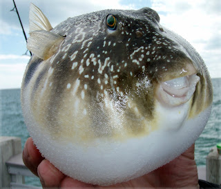 s/v Perry's Kids: Puffy Pufferfish
