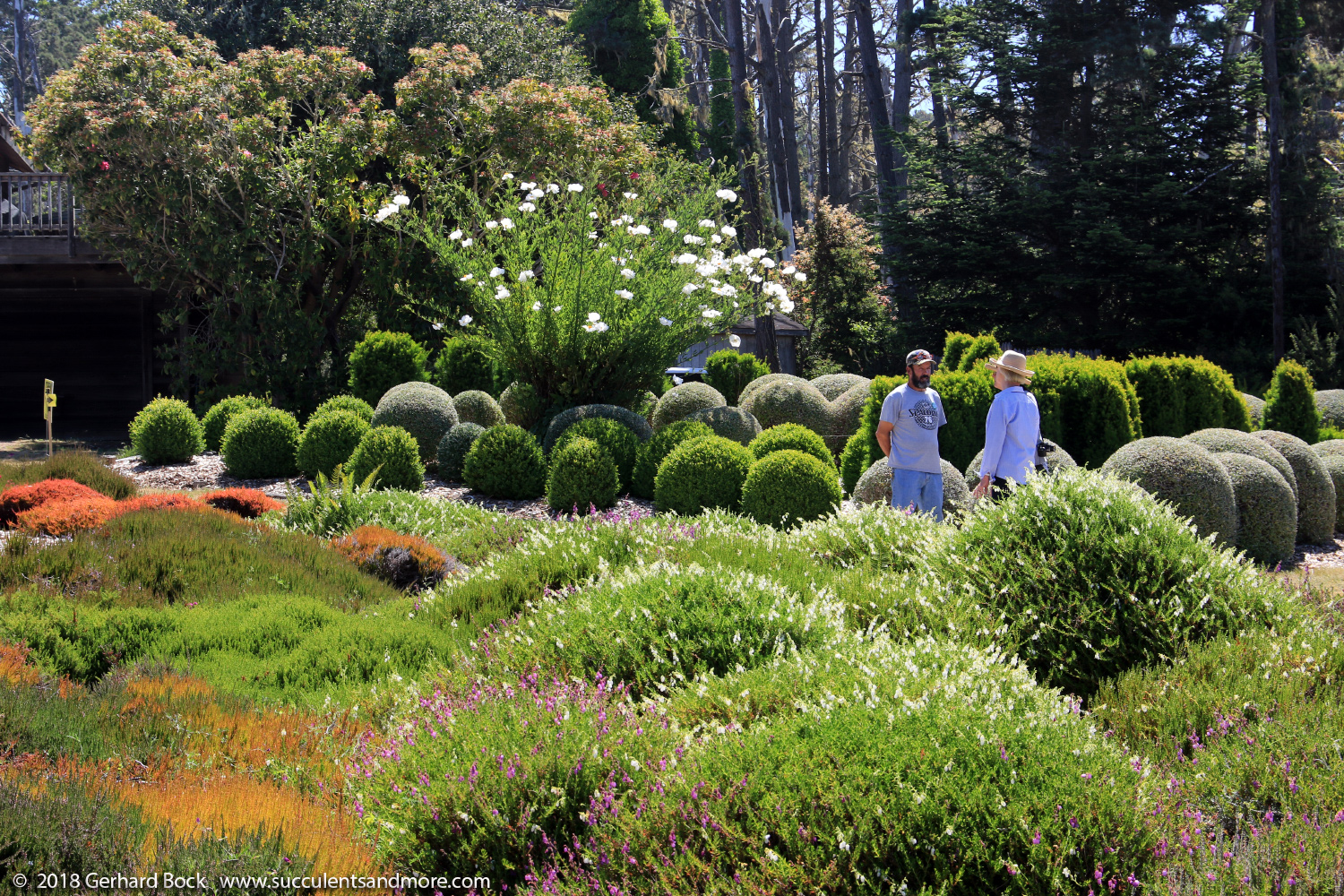 A Photo A Thought Discovery Incredible Topiary
