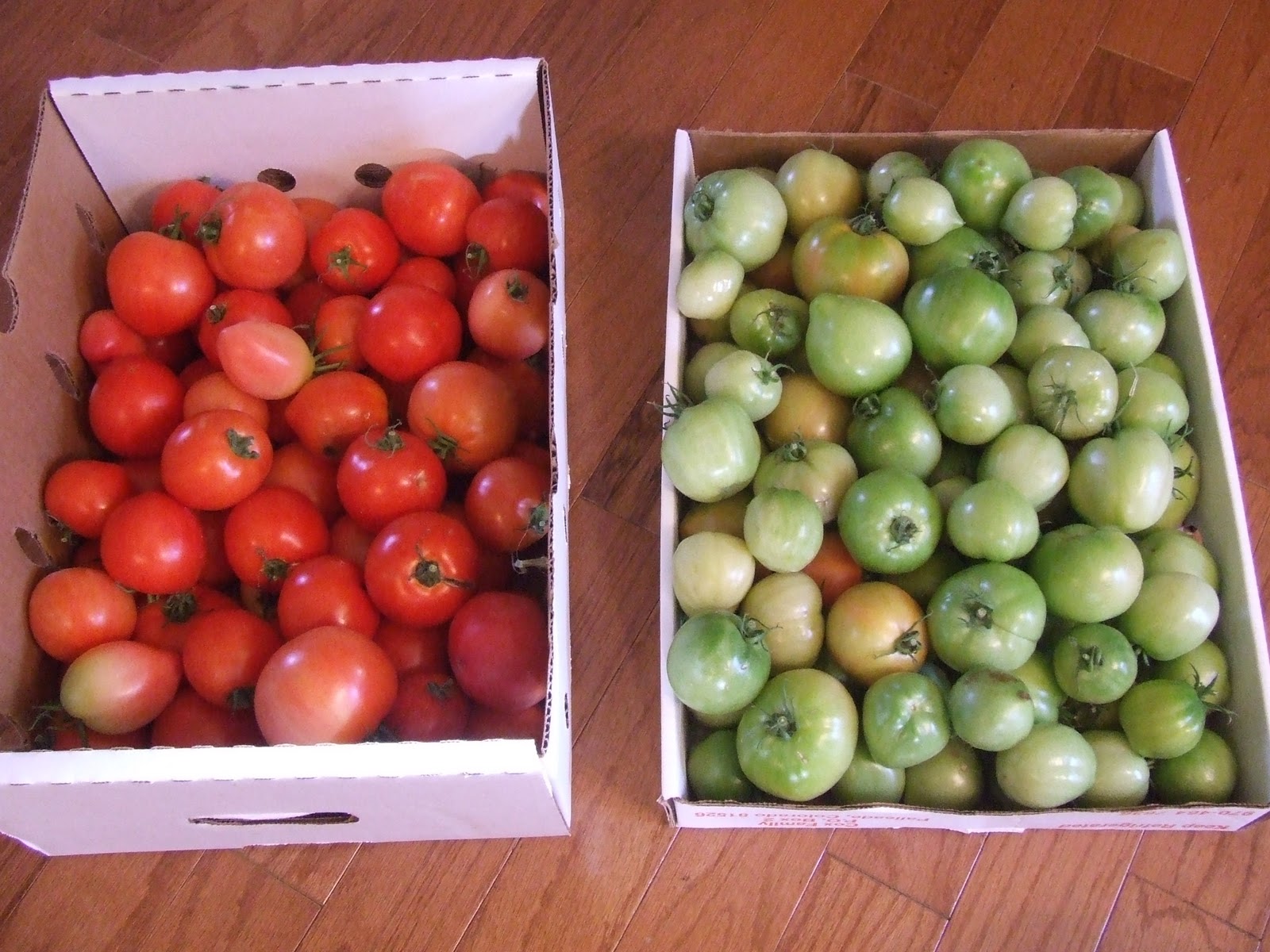 The Full Circle Gardener Ripening Green Tomatoes Indoors