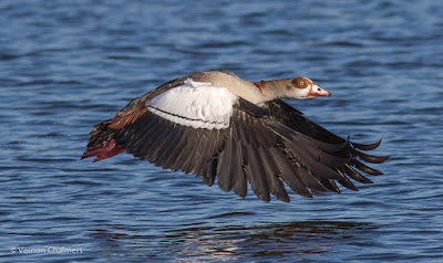 Canon EOS 7D Mark II AF System Application For Birds in Flight Photography Canon EOS 7D Mark II AF System Application For Birds in Flight Photography