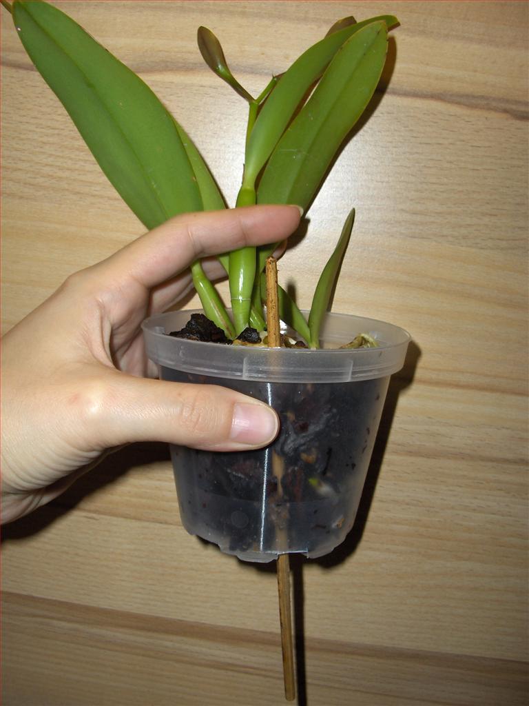 Orchids How To How to repot a Cattleya orchid in bark and sphagnummoss