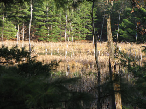 cattail marsh at Pine Valley Pathway