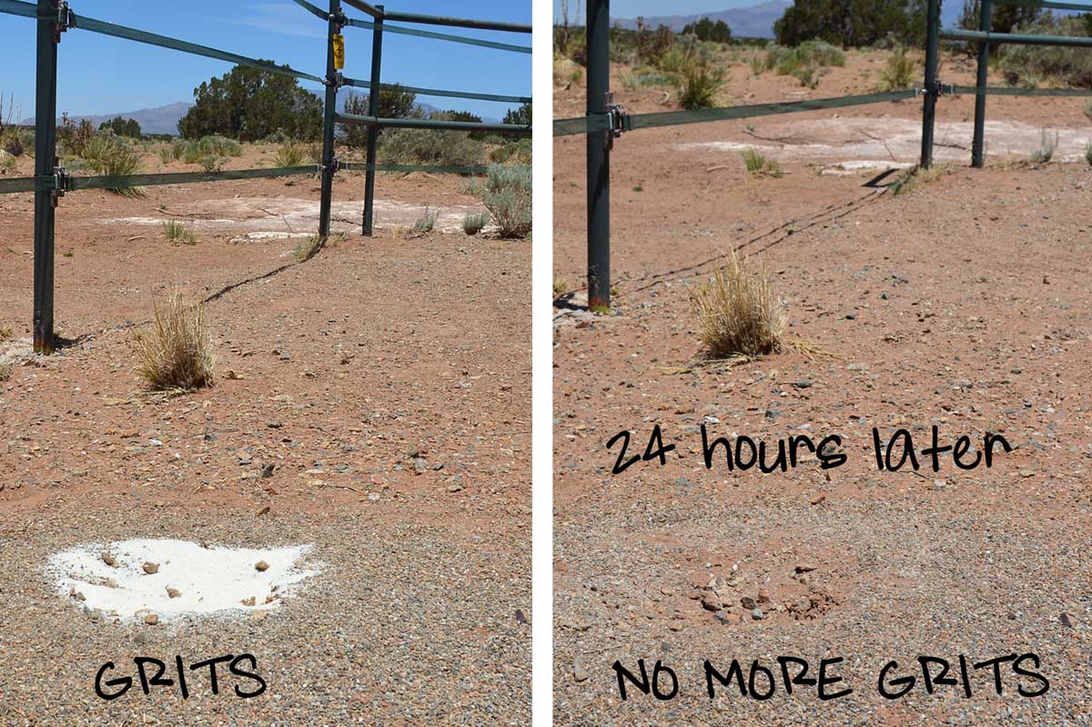 Do Grits Kill Ants Brainy Breeze