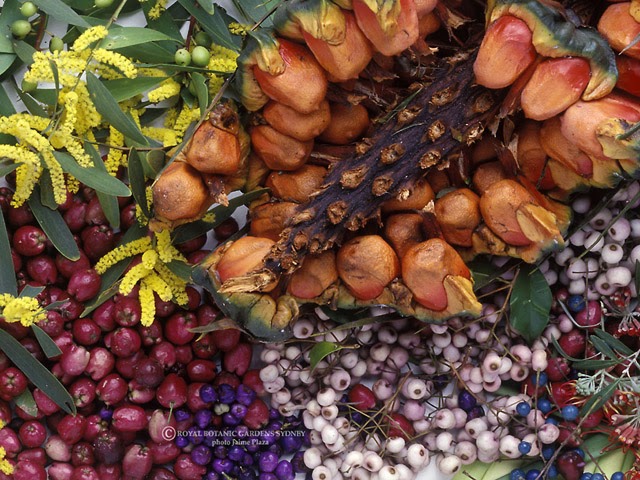 Bush Tucker Foods Recipes Bush Tucker Foods Recipes
