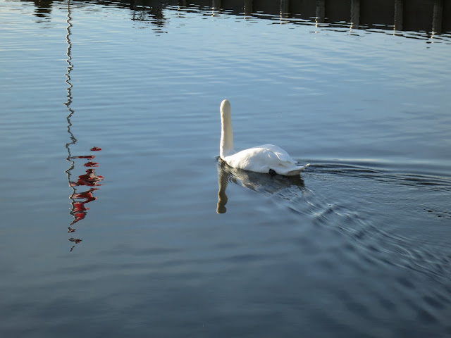 White swan with reflection swims towards reflection of Union Jack - neck parallel with pole.