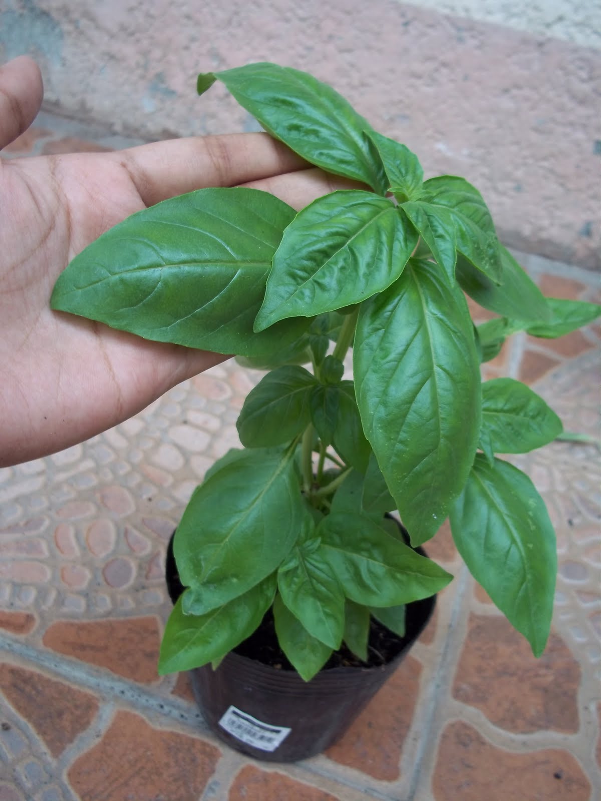 Hydroponics & Organics in Cebu My Organic Herbs Basil, Sage & Mint