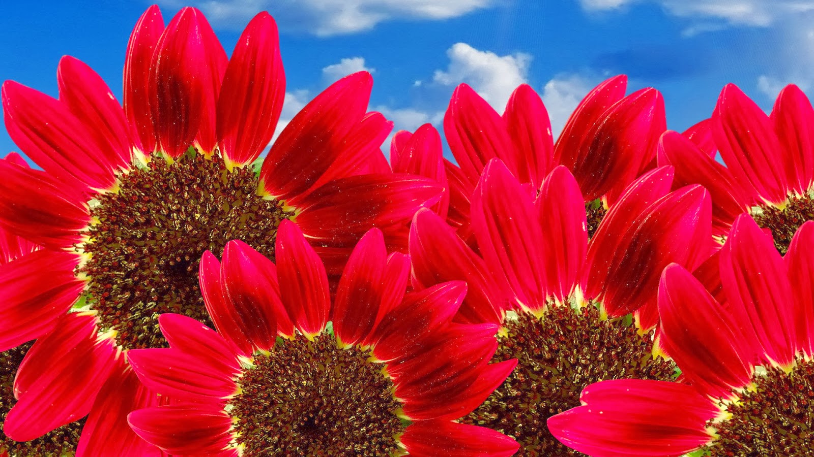 For your Desktop:::...: Beautiful Flowers Wallpapres