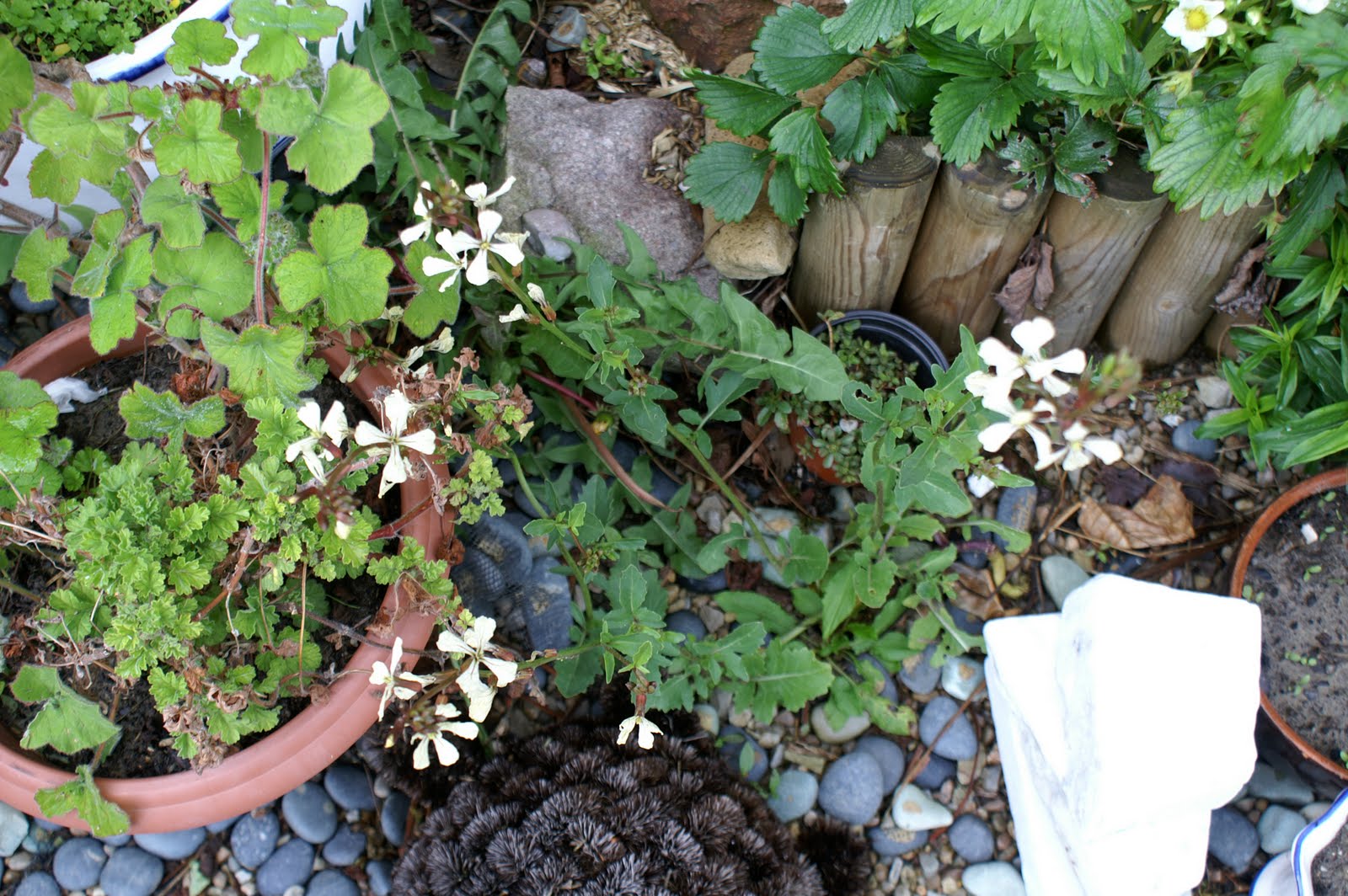 Doğayı Keşfederken Mayis ayi bahceden ozetler