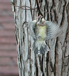 woodpecker fly flight away