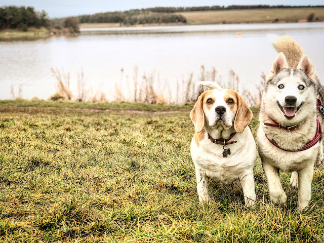 Holly Bobbins and Petunia The Husky at Druridge Bay country park, dear anxiety, mandy charlton photography blog