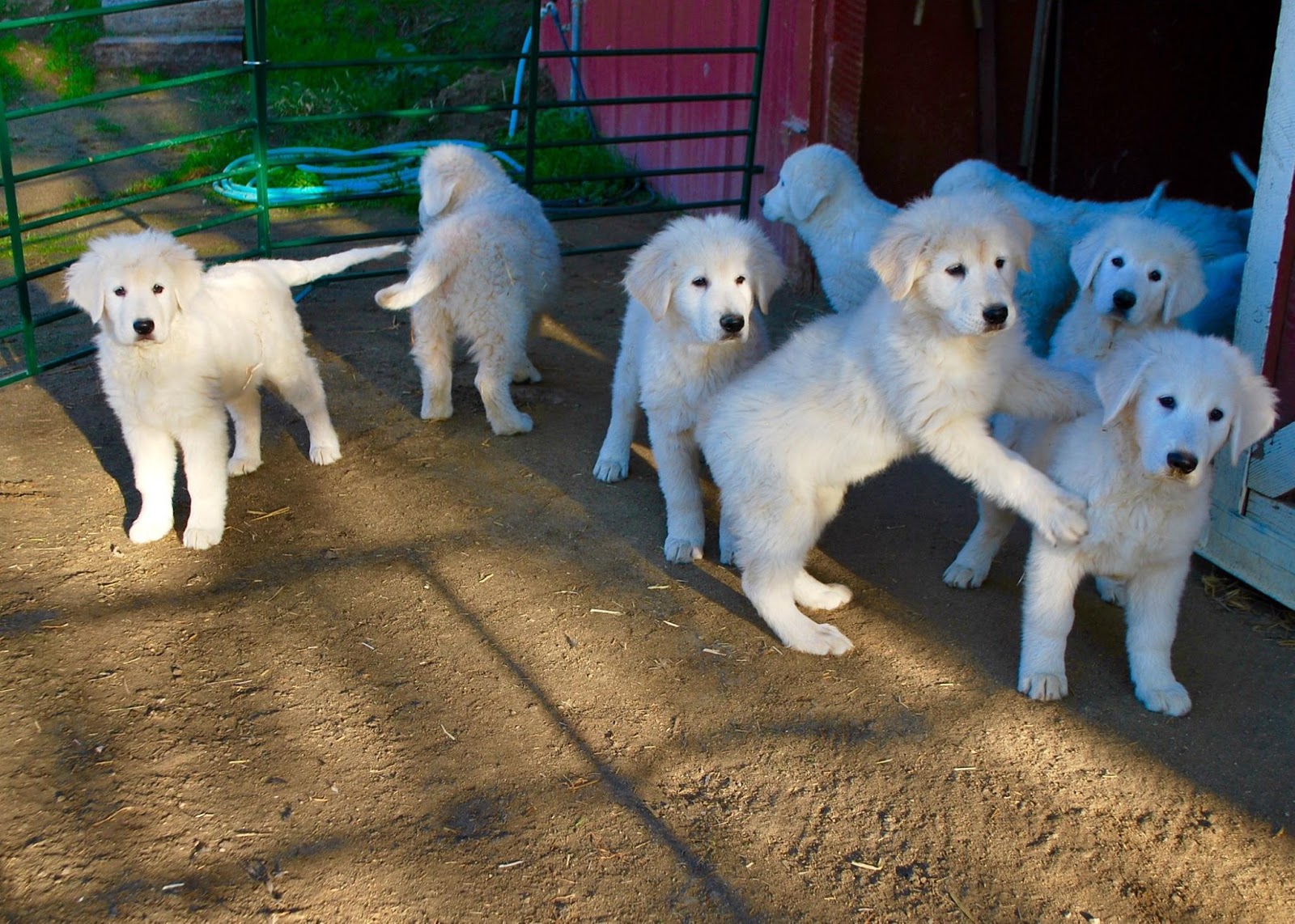 Northern California Angora Guild Italian Maremma Livestock Guardian Dogs
