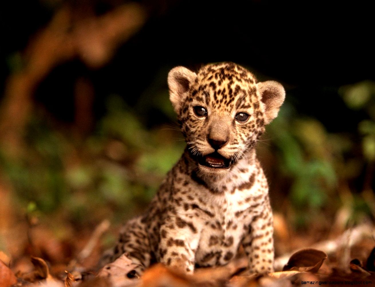 Baby Leopard Wallpaper