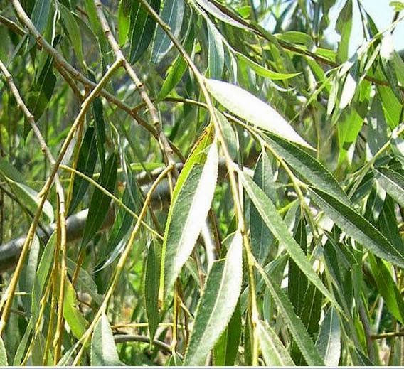 Guinea Pigs' Cavy Club Tips & Pics Guinea Pig Feeding Guide Herbs & More