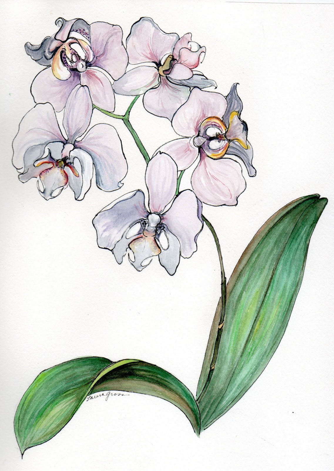 Laura Gross Illustration Orchids.