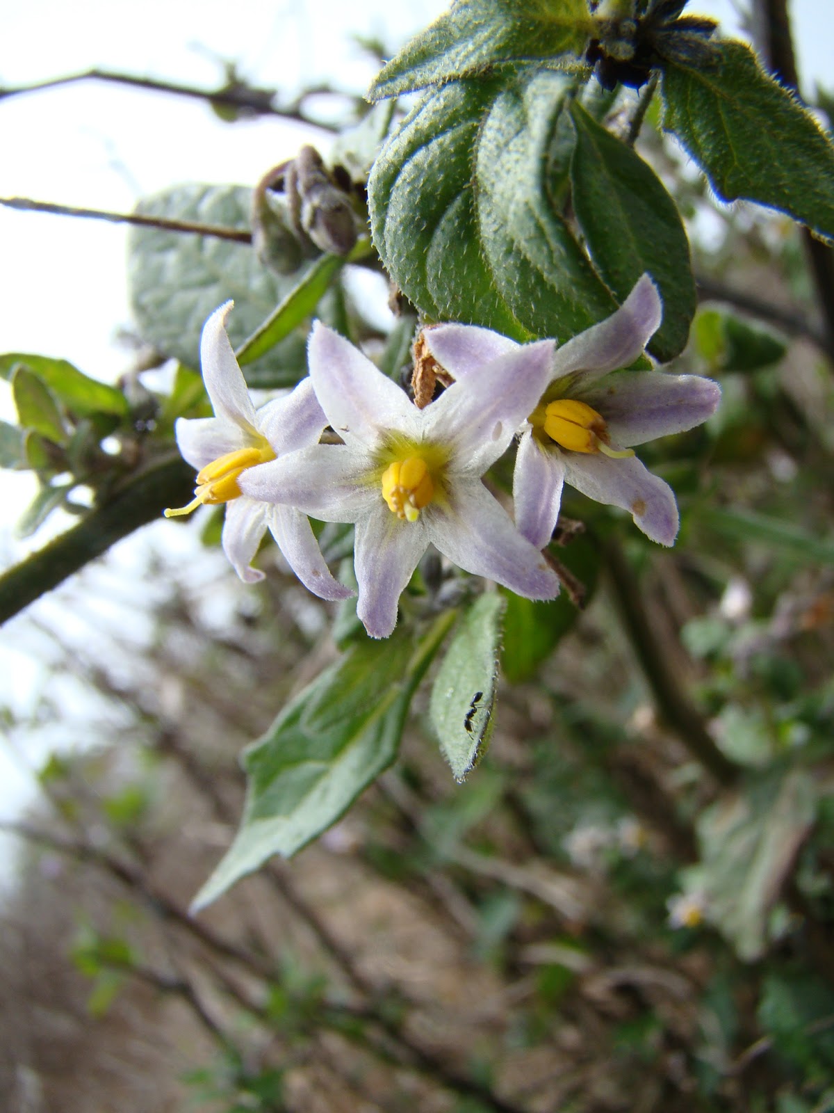 leaves-of-plants-greenspot-nightshade
