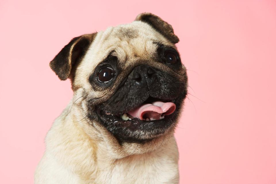 DESIGNER DOG What are pink pugs, are the albino dogs really pink and what do they look like?