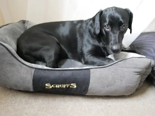 black springador on scruffs dog bed